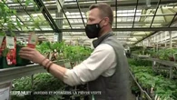 La fièvre verte ou le boom des jardins et des potagers