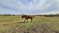 Yonne : un cheval rue sur une classe de maternelle, trois enfants de 3 et 4 ans gravement blessés