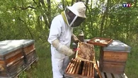 Des apiculteurs constatent une perte de production de miel à cause du gel du mois d'avril