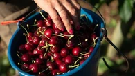 Pêches, cerises, abricots... L'épisode de gel fait flamber les prix