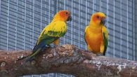 Parrot World, le parc animalier refuge des perroquets