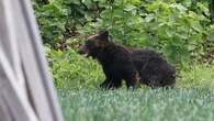 Japon : un ours brun abattu après avoir blessé quatre personnes