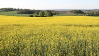Nouveau plan abeilles : "On a choisi l'agriculture conventionnelle, plutôt que la biodiversité", regrette l'Union nationale de l’apiculture française