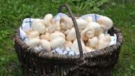 franceinfo junior. Pourquoi certains champignons sont menacés de disparition ?