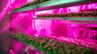 Le billet sciences du week-end. Nourrir les villes : les fermes verticales