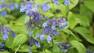 Jardin. Des hortensias différents, faciles à faire pousser
