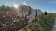 Saint-Émilion : des chevaux remplacent les tracteurs dans certains domaines du Bordelais