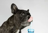 Animaux : dans l'Allier, un bar pour chiens à côté du salon de toilettage