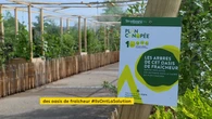 À Strasbourg, des oasis de fraîcheur sur les places pauvres en végétaux