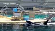 Animaux : l'accueil des orques du Marineland d'Antibes en suspens