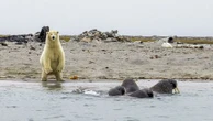Biodiversité : quelles menaces pèsent encore sur l'ours polaire ?