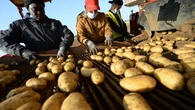 Orne : un agriculteur organise une grande braderie de pommes de terre pour écouler son stock