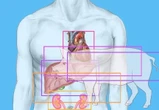 États-Unis : avec la réussite de la greffe d'un rein de porc sur un humain, un horizon s'ouvre pour les firmes de biotechnologie