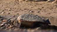 Eurozapping : l'Espagne au secours des tortues de mer