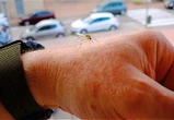 Moustique tigre : la dissémination d'insectes stériles permet de diminuer le risque de piqûres et de transmission des maladies, selon une étude