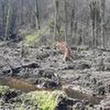 "Ils s'attaquent à des beaux chênes qui peuvent valoir entre 500 et 1 000 euros" : comment lutter face au fléau des vols d'arbres en forêts ?