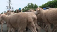 Pyrénées : la traditionnelle grande transhumance des brebis