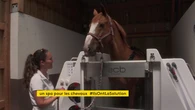 En Seine-Maritime, de la balnéothérapie de luxe pour les chevaux de sport