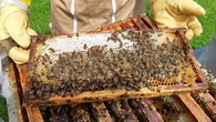 "On a des tapis d’abeilles mortes" : conséquence du gel tardif du printemps, les récoltes de miel de saison sont maigres voire inexistantes