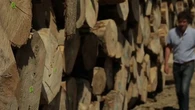 Bretagne : replanter des peupliers, une nécessité pour produire des cagettes