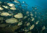 Biodiversité : les aires marines protégées ne sont pour la plupart pas efficaces pour permettre une conservation pérenne des écosystèmes