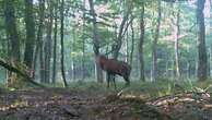 Alsace : les chasseurs, qui ne veulent plus tuer de cerfs, font polémique