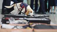 Corée du Sud : un chien renifleur présent à l'aéroport pour traquer les punaises de lit dans les affaires des voyageurs de retour de Paris