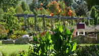 Jardin. Les cannas apportent une touche tropicale au jardin