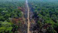 Environnement : le Parlement européen et les Etats membres trouvent un accord pour interdire l'importation de produits issus de la déforestation