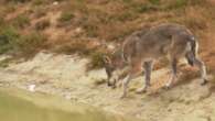 Déclassement de la protection du loup : quels enjeux pour la biodiversité et les éleveurs ?