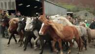 Pays de Galles : le recensement annuel des poneys sauvages, une fierté nationale