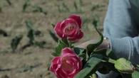 Tendance : fleurs, fruits et légumes… les cueillettes à faire soi-même ont du succès
