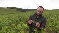 Intempéries : les vignes du Mâconnais frappées par la grêle