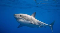 Un grand requin blanc nommé Nukumi traverse l'Atlantique vers l'Europe
