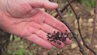 Vendanges : une récolte historiquement basse dans toutes les régions françaises