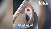 Les faces cachées des vidéos "mignonnes" qui inondent nos réseaux sociaux