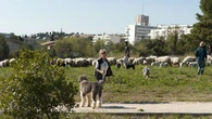 Jardin. Profession : Bergère urbaine, mission : l'écopâturage en ville