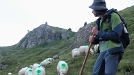 Pyrénées : ce Parisien a tout plaqué pour devenir berger