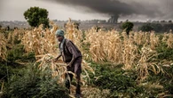 Les espèces invasives font perdre 3 600 milliards de dollars par an à l'agriculture africaine