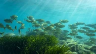 Environnement : seul un tiers des aires marines protégées dans le monde sont efficaces, selon une étude
