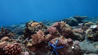 Le billet sciences du week-end. Le fléau de l’acidification des océans