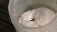 Moustique tigre : la prolifération de l'insecte, vecteur de maladie, est particulièrement surveillée