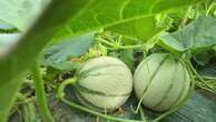 Vaucluse : le melon de Cavaillon obtient enfin son IGP