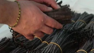 "Une grosse différence gustative" : des maraîchers lancent la vente de vanille produite en Bretagne