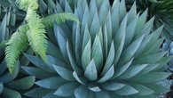 Jardin. Comment cultiver l'agave en pleine terre ou en pot ?