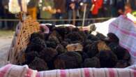 Gastronomie : ruée vers l'or noir au marché aux truffes de Noyers-sur-Serein