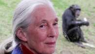 Rencontre : Jane Goodall, une vie au service de la planète