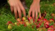 Gastronomie : le cidre fait pétiller les grandes tables