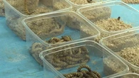 Oise : une entreprise produit des insectes destinés à nourrir les nouveaux animaux de compagnie