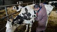 Salon de l'agriculture : on a suivi Stéphane Dilé, vétérinaire de campagne 